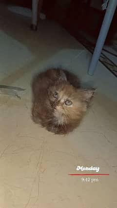 Persian triple coat female kitten