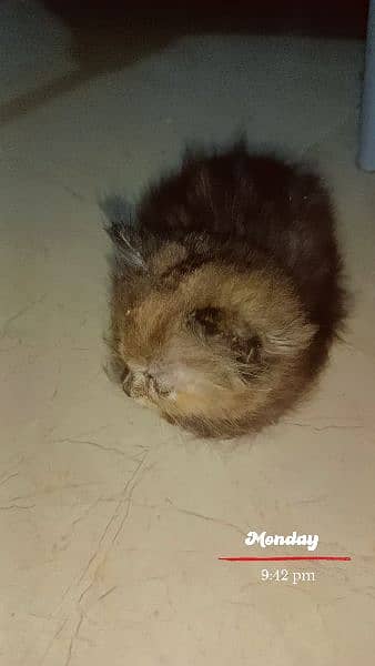 Persian triple coat female kitten 1