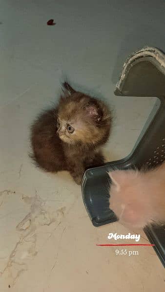 Persian triple coat female kitten 2