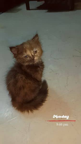 Persian triple coat female kitten 3