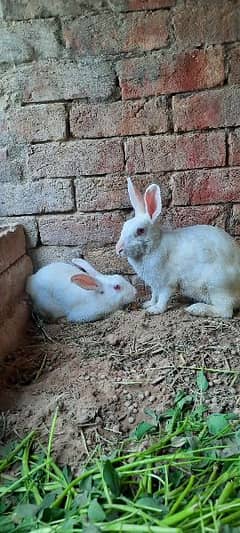 Rabbit pair