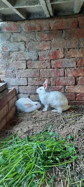 Rabbit pair 2