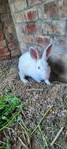 Rabbit pair 3