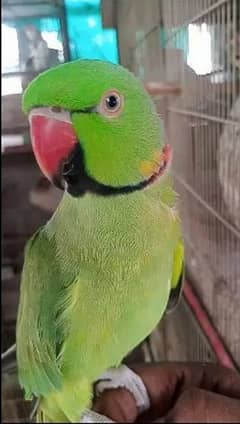 Indian parrot full talking and hand them 0