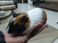 Guinea pig male