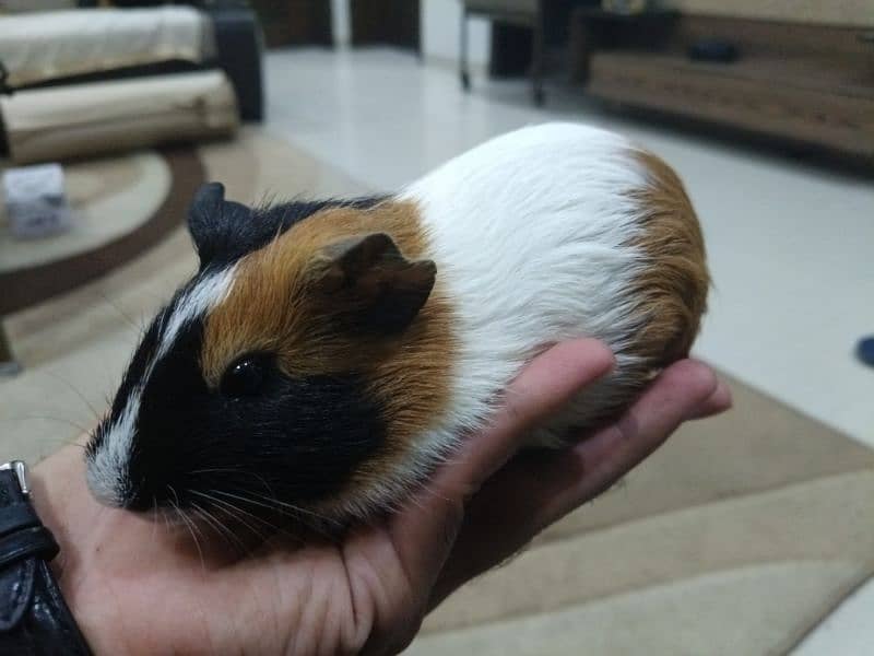 Guinea pig male 0