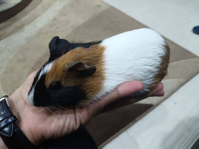 Guinea pig male 1