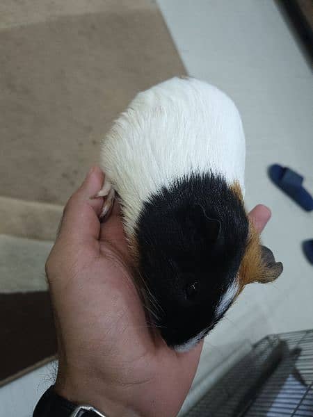 Guinea pig male 2