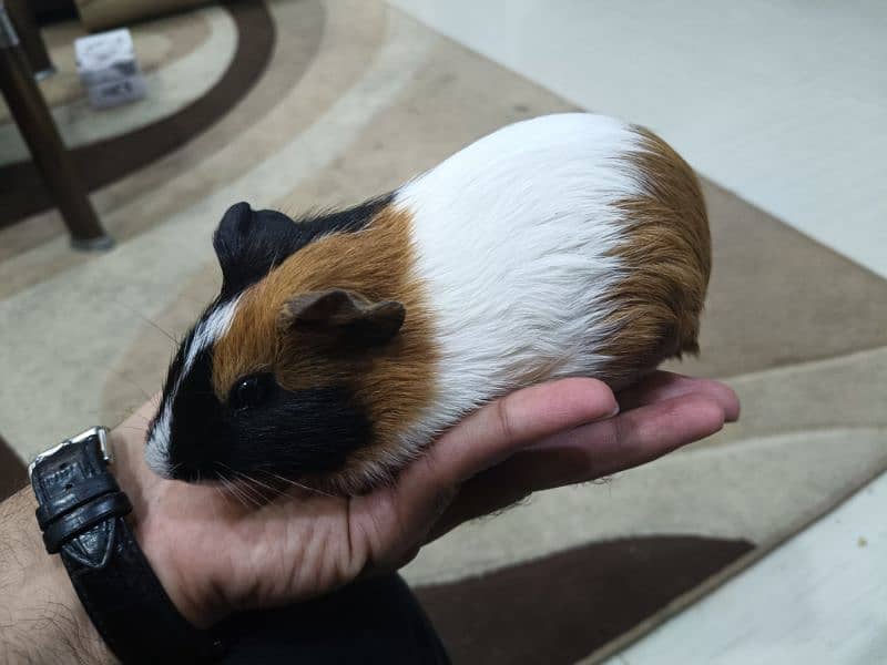 Guinea pig male 3