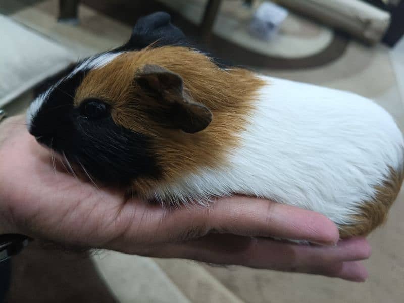 Guinea pig male 4