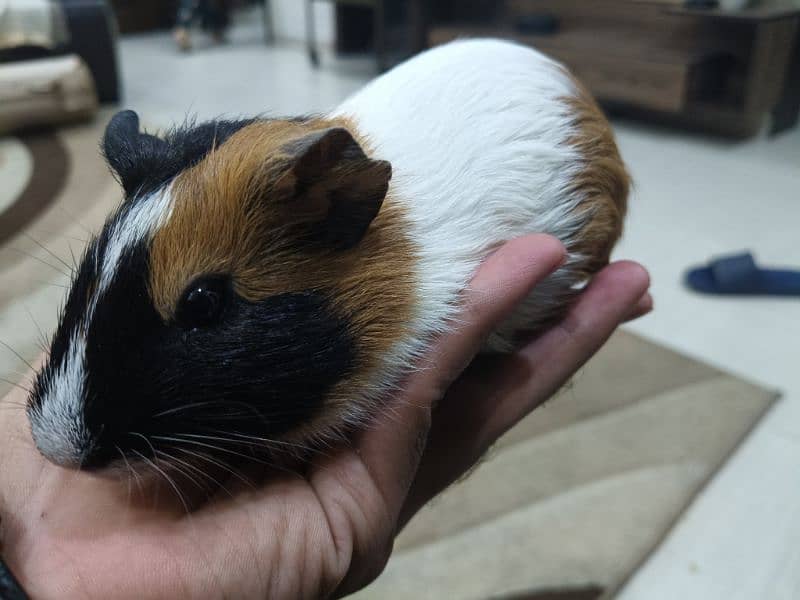 Guinea pig male 5