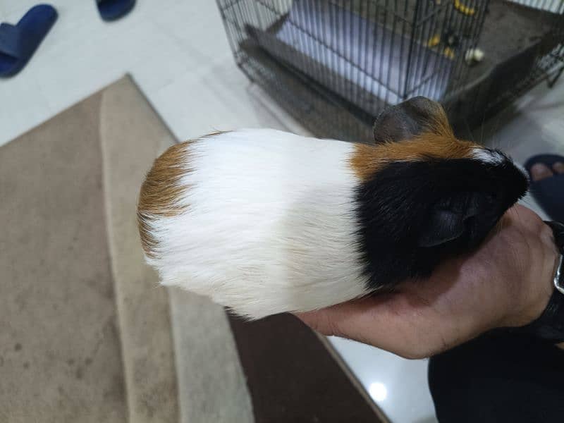 Guinea pig male 6