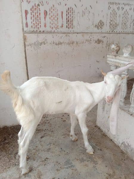 Gulabi Bakri 2