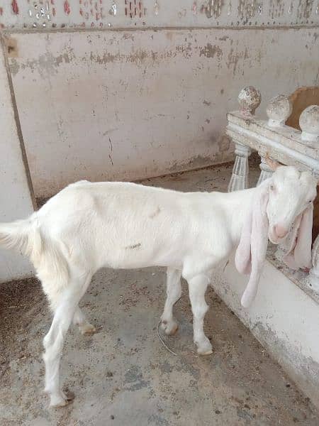 Gulabi Bakri 3