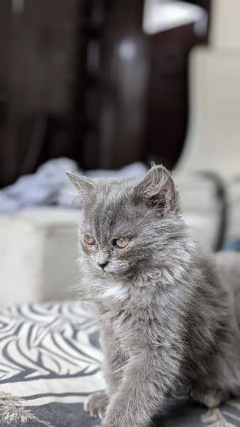 Persian cats pair 2