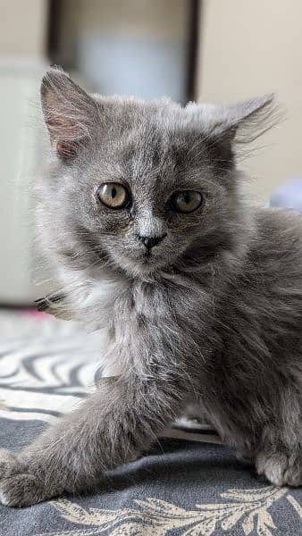 Persian cats pair 3