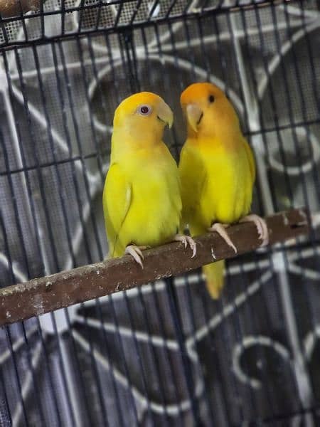 lovebird 3