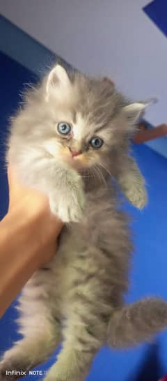 Persian Kittens pair available for adoption, 45 days old,