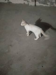 Parsion Cat for Sale