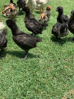 ayam cemani one month old chicks avail 0