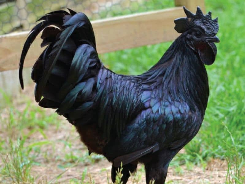 ayam cemani one month old chicks avail 1