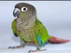 Green cheek conure 1 pair avilable