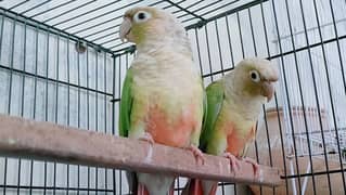 Bird pine apple canour breeder pair 0321.7242445