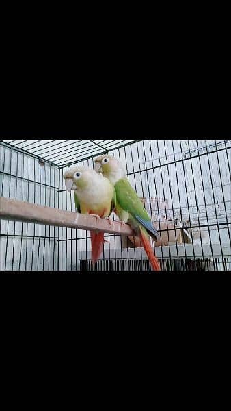 Bird pine apple canour breeder pair 0321.7242445 3