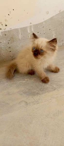 Himalayan kittens 1