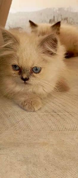 Himalayan kittens 2