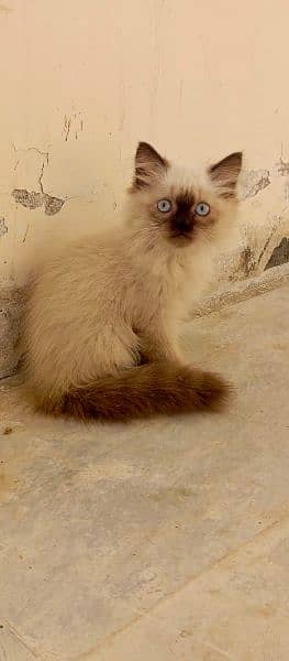 Himalayan kittens 4