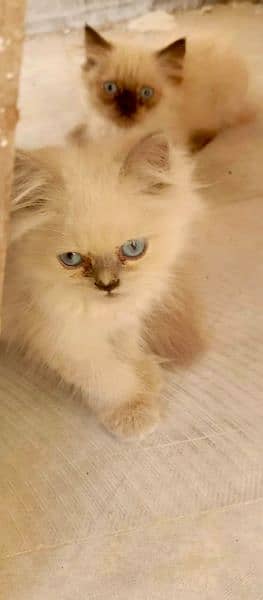 Himalayan kittens 5