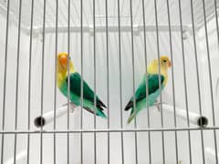 love Bird all Motatoin for sale in