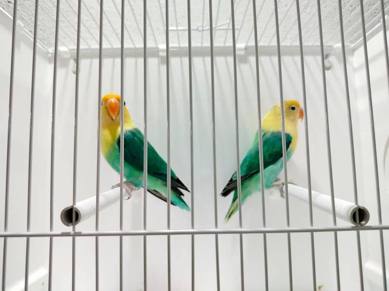 love Bird all Motatoin for sale in 0