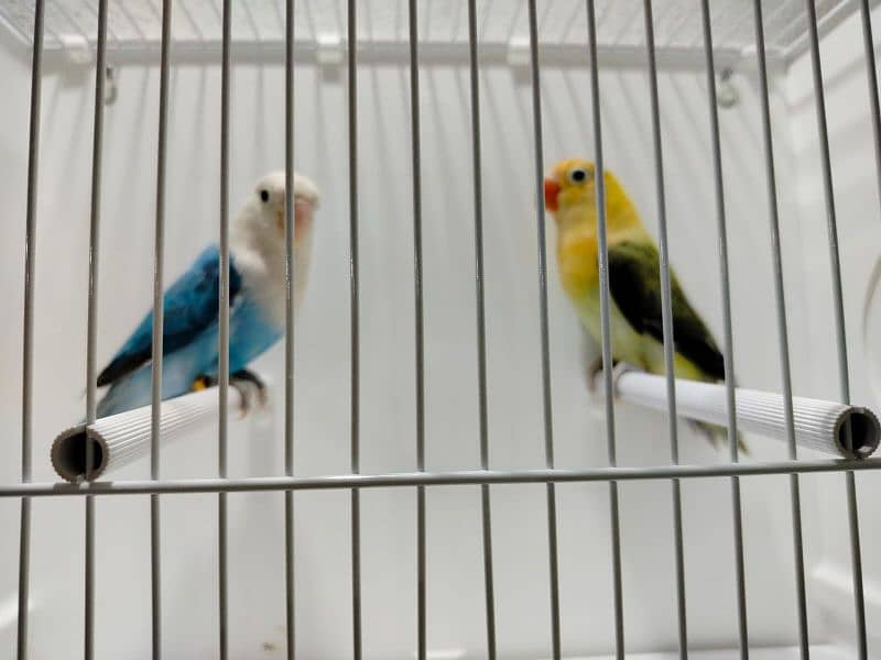 love Bird all Motatoin for sale in 1