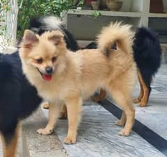 Pomeranian for Sale