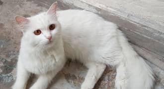 Cute Persian Cats Pair 0