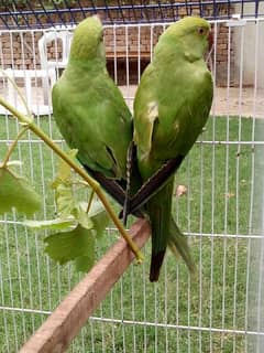 green ringneck pair