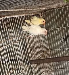 creamino male x albino red eye female pair ha for sale