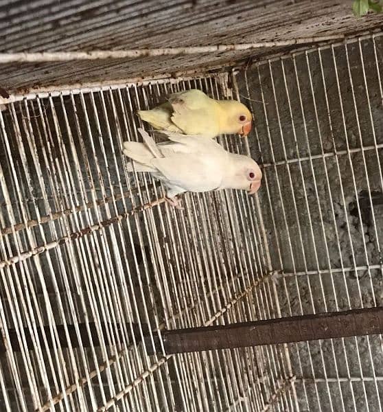 creamino male x albino red eye female pair ha for sale 0