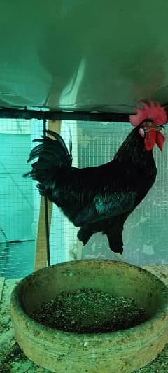 PURE AUSTRALORP EGGS AVAILABLE