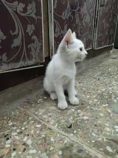 Persian Male kitten Cat Age 30 days White