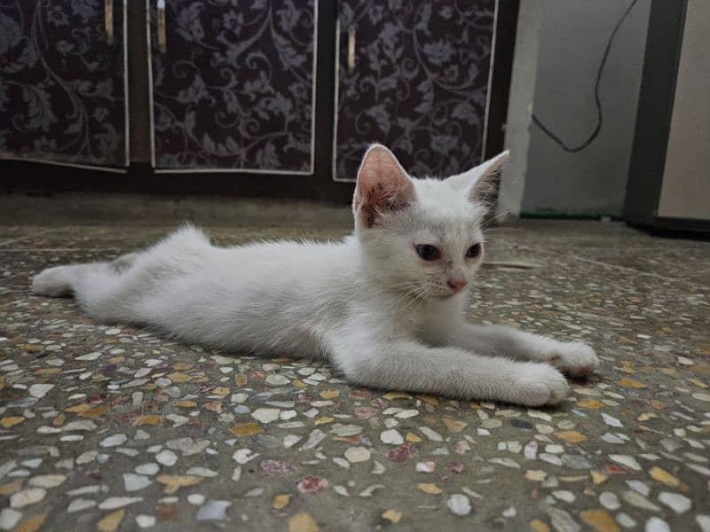 Persian Male kitten Cat Age 30 days White 1