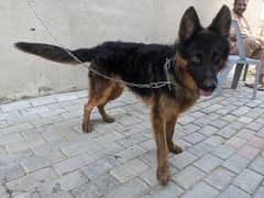 long coat German shepherd male top quality