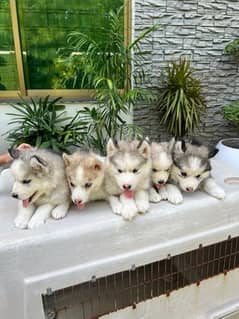 husky puppies female