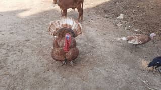 Bourbon Red Turkey Pair