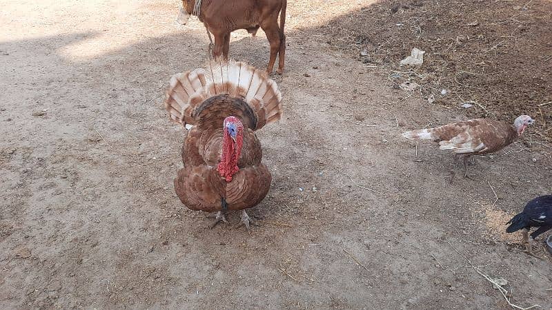 Bourbon Red Turkey Pair 0