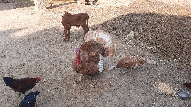 Bourbon Red Turkey Pair 1