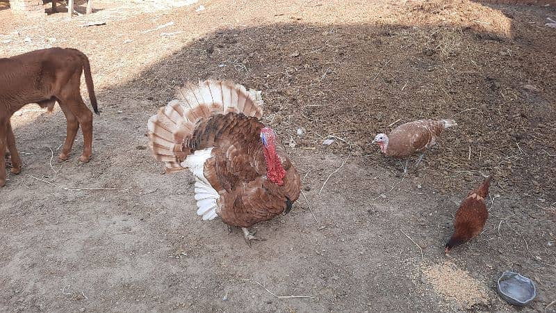 Bourbon Red Turkey Pair 3