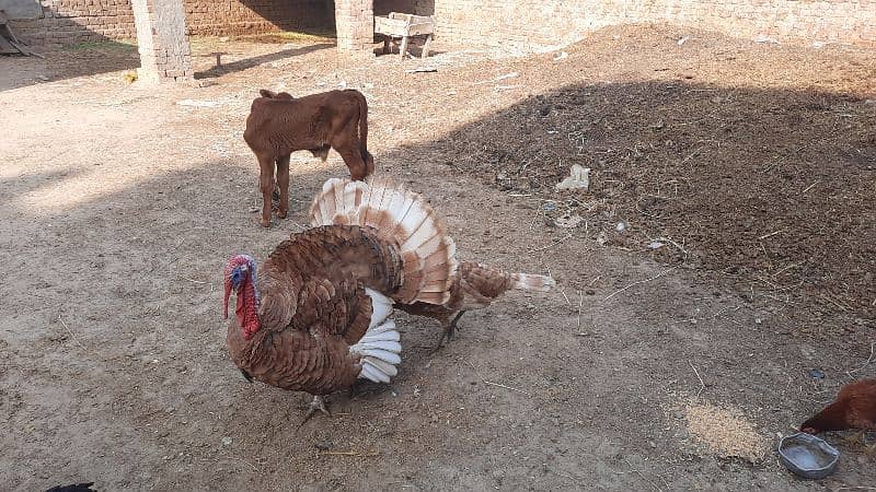 Bourbon Red Turkey Pair 4